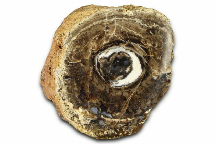 Polished Fossil Stromatolite Colony on Petrified Wood - Utah #365911